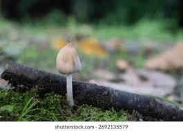Image result for Coprinus micaceus