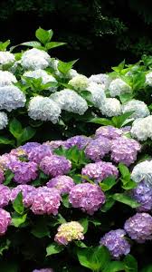 Check spelling or type a new query. White And Pink Hydrangea Flowers 750x1334 Iphone 8 7 6 6s Wallpaper Background Picture Image