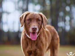 Image result for chesapeake bay retrívr