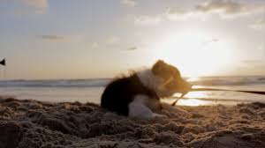 For your dog, find everything from dog tags and collars. Animal Care Center Pet Hospital Home Facebook