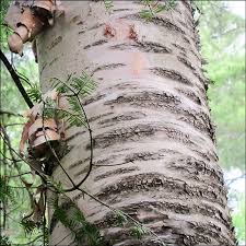 The usual lifespan of the bark of the birch can be white, grey, yellow, silver or black in color. Trees Of The Adirondacks Paper Birch Betula Papyrifera