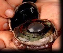 Check spelling or type a new query. Cow S Eye Dissection Step 7
