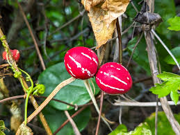 Image result for Diplocyclos tenuis