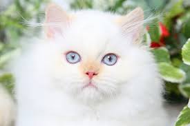 *deposits are of course deducted from the price of the kitten if you follow through, however, deposits will not be refunded or transferred to another kitten if you choose not to follow through, it will go towards lost. Braveheart Click Here Persian Himalayan Kittens For Sale In A Rainbow Of Colors In Business For 32 Yearspersian Himalayan Kittens For Sale In A Rainbow Of Colors In