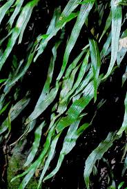 Image result for Vittaria isoetifolia