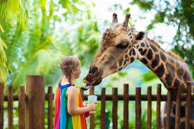 15 Best Things To Do In Singapore Singapore Zoo Safari Park Feeding Kids