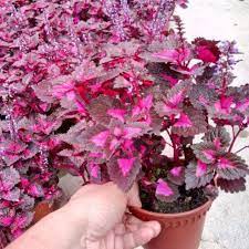 Assalamualaikum warahmatullahi wabarakatuh 4 pokok wudhu. Pokok Hati Pokok Ati Ati Merah Pink Live Plants Pink Leaf Potted Plants Pokok Hiasan Pokok Hidup Pokok Cantik Shopee Malaysia