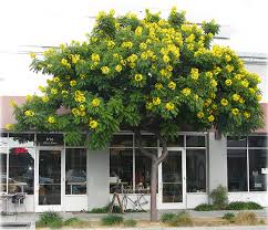 Growth to 70 feet tall x 30 feet wide. City Plants Yard Tree Species List