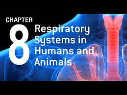 Biology 2008 scoring guidelines (form b). Chapter 8 Biology Form 4 Kssm Respiratory System In Human And Animals Youtube