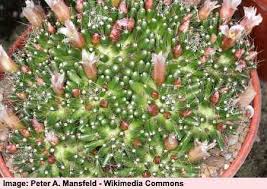 Some cacti have leaves, and even flowers. Types Of Succulents Species Varieties Identification Pictures