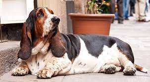 Mainly bred to catch bears and protect flocks of sheep from wolves and thieves, the. Five Fat Dog Breeds Pethelpful By Fellow Animal Lovers And Experts