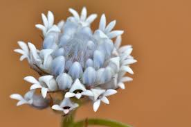 Image result for Conostomium zoutpansbergense