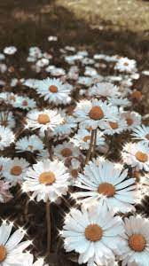 Daisies Flower Aesthetic Flower Phone Wallpaper Daisy Wallpaper