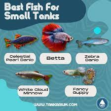 Best Nano Fish For Small Aquariums Tropical Fish Aquarium Fresh Water Fish Tank Fish