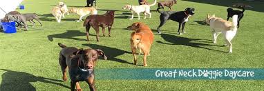 Creekside pet care center offers doggie daycare services with a positive environment for your dog to enjoy while you run errands. Home Great Neck Doggie Daycare