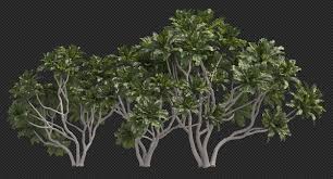 Image result for Barringtonia asiatica