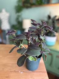 Image result for Tradescantia pallida