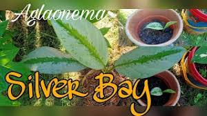 Aglaonema propagation in 3 ways. Aglaonema Silver Bay Propagation Process Big Plant Mom Youtube