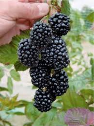 Le Murier Triple Crown Est Particulierement Productif Et Offre D Enormes Recoltes C Est Une Variete Rare Vente De Plantes Tout Pour Le Jardin Sol De Jardin