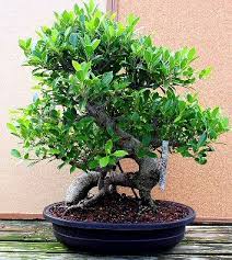 Resultado de imagen para CUIDADO DE BONSAI