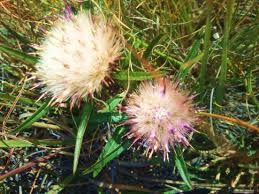 Image result for Dicoma anomala