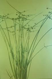 Image result for Cyperus difformis