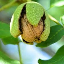 Image result for antraknóza ořešáku