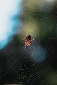 4000 bal harbor boulevard, unit 422. Punta Gorda Pest Control Pest Control Service