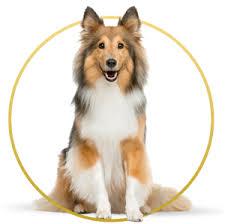 Pet van lines' ground transportation will ensure the safety of your beloved pets as they make their way to your next home. Luxury Pet Transportation Company Pet Movers In The Usa