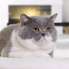 Check spelling or type a new query. 10 Gorgeous Grey And White Cat Breeds Catspurfection
