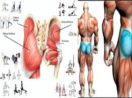 For the overall most functional lower body strength, the glutes are exercised in proportion to other muscles of the legs, including the quadriceps and calves. Exercises To Build Up Your Glutes And Firm Your Butt