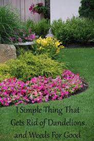 1 Simple Thing That Gets Rid Of Dandelions And Weeds For Good Outdoor Gardens Get Rid Of Dandelions Garden Yard Ideas