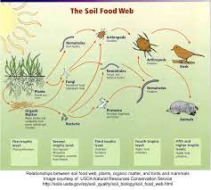 Processed foods contain fats, sugars and chemicals. Soil Food Web Wikipedia