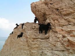 These 36 Goats On Cliffs Don T Know What Fear Is Mountain Goat Goats Show Goats