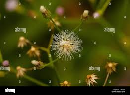 Image result for Vernonia schlechteri