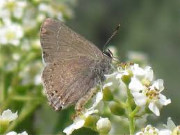 Image result for Satyrium