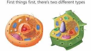 Animal cells have a basic structure. Difference Between Plant And Animal Cells Cells As The Basic Units Of Life Siyavula