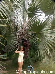 Image result for Hyphaene