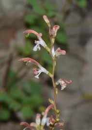 Image result for Zygotritonia