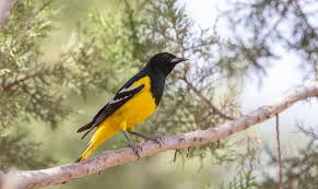 When should i put out my baltimore oriole feeder? Scott S Oriole Audubon Field Guide