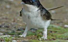 Baby Bird With No Feathers House Martin Delichon Urbica Animals Common House Martin Martin House