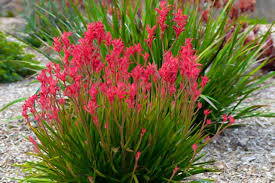 Image result for Anigozanthos