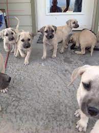 Black Mouth Cur Litter Of Puppies For Sale Near Texas Saragosa Usa Adn 22587 Blackmouthcurdog Hunde Welpen