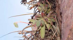 Image result for Sericanthe sp. A (Nyanga taxon)