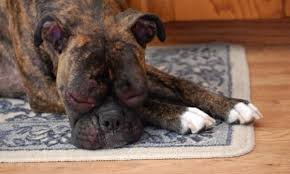 Allergie Chez Le Chien Symptomes Et Traitement Allergie Chien Chien Toilettage De Chiens