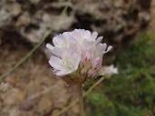 Armeria (DC.) Willd. | Plants of the World Online | Kew Science