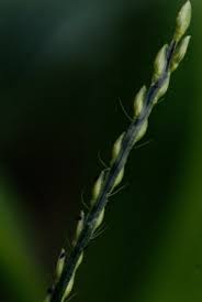 Image result for Urochloa panicoides