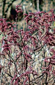Image result for Myrica spathulata