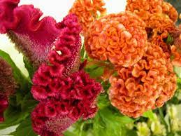 Coxcomb Sprout Flowers Wedding Flowers Flower Close Up