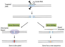What Are Crispr And Other New Breeding Techniques Nbts Genetic Literacy Project